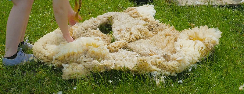 Collecting Sheared Sheep Wool Collecting Sheared Sheep Wool - Nazmiyal Antique Rugs