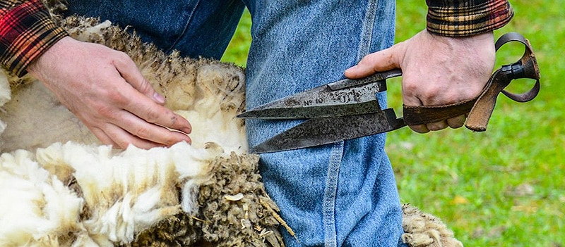 Hand Shearing Sheep Hand Shearing Sheep - Nazmiyal Antique Rugs