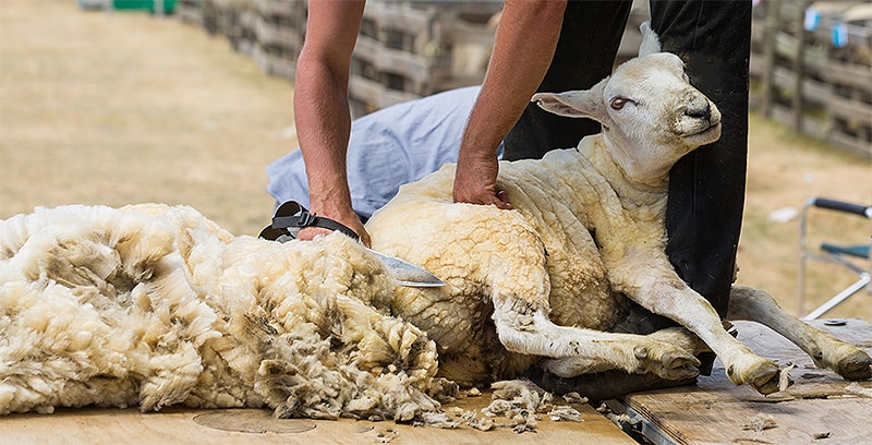 Shearing Sheep Wool Shearing Sheep Wool - Nazmiyal Antique Rugs