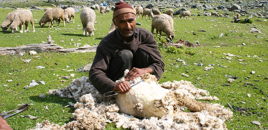 Tribal Herder Shearing Sheep Tribal Herder Shearing Sheep - Nazmiyal Antique Rugs