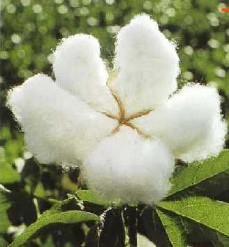 Cotton Used In Weaving Rugs Cotton Used In Weaving Rugs By Nazmiyal Rugs