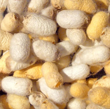 Silkworm Cocoons by Nazmiyal