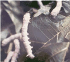 Silkworms by Nazmiyal