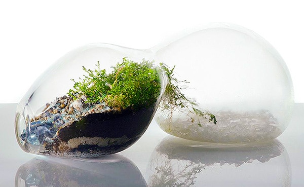 Peanut Terrariums By Artist Paula Hayes Peanut Terrariums By Artist Paula Hayes by Nazmiyal