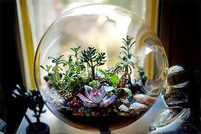 Terrarium by Paula Hayes Terrarium by Paula Hayes by Nazmiyal