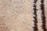 vintage moroccan rug 47187 texture Nazmiyal