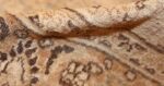antique floral persian khorassan rug 49210 pile Nazmiyal