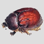 Cochineal Insect Red Wool Dyes by nazmiyal