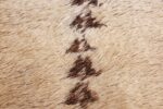 ivor vintage moroccan runner rug 49450 center Nazmiyal