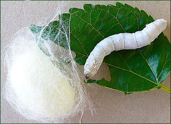 The Mulberry Silk Moth Caterpillar Stage by Nazmiyal