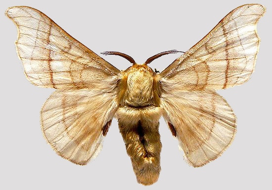 The Mulberry Silk Moth by Nazmiyal