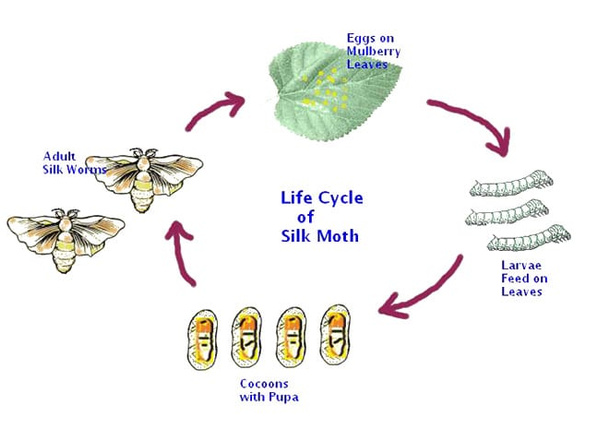 The Life Cycle Of A Silk Worm by Nazmiyal