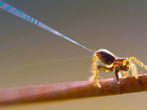 Spider Silk by Nazmiyal