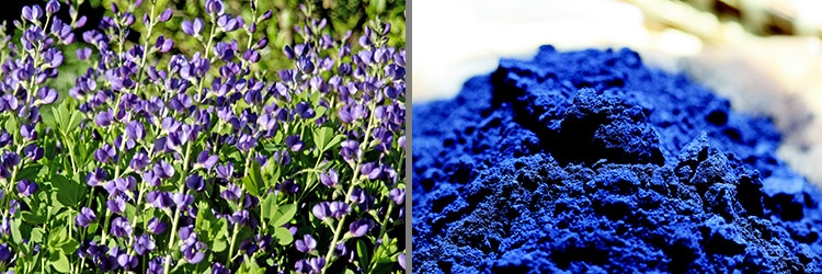 Indigofera Tinctoria flower and Indigo Color Dye by Nazmiyal