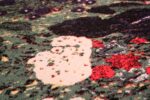 vintage flower garden design scandinavian rug by gustav klimt 49661 rooster Nazmiyal