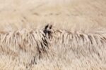 Ivory Background Vintage Moroccan Rug 49879 Shaggy Pile Nazmiyal