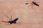 Large Antique Chinese Rug 49909 Two Butterflies Nazmiyal