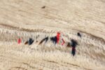 Vintage Ivory Moroccan Rug 49921 Ivory Pile Nazmiyal