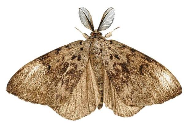 Moth moth infested rugs | Nazmiyal