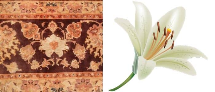 Lily Flower Symbol Nazmiyal