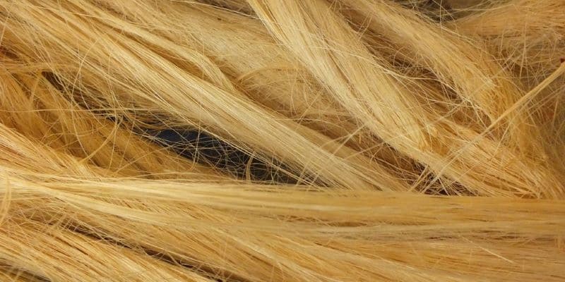 Banana Silk Fibers Nazmiyal
