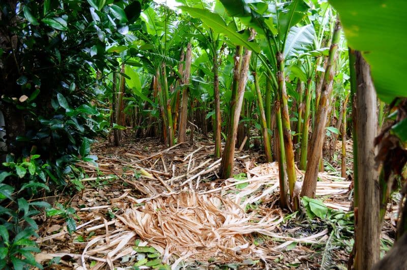 Banana Plants Nazmiyal
