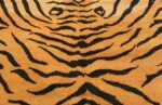 Eyes Of The Tiger Beautiful Vintage Tiger Rug 70494 by Nazmiyal