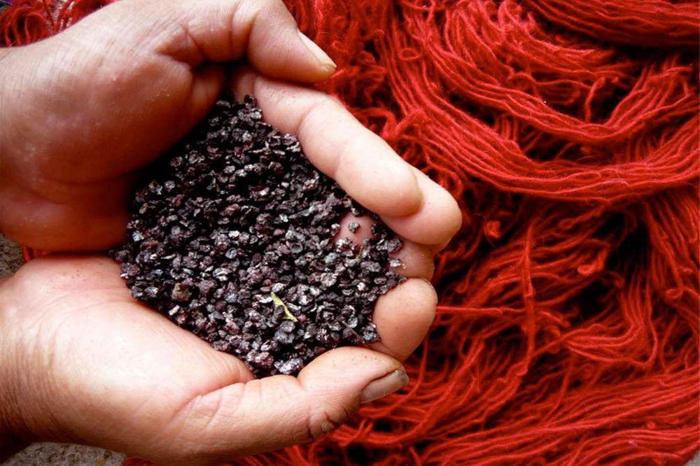 Cochineal Red Dye Insects Blog