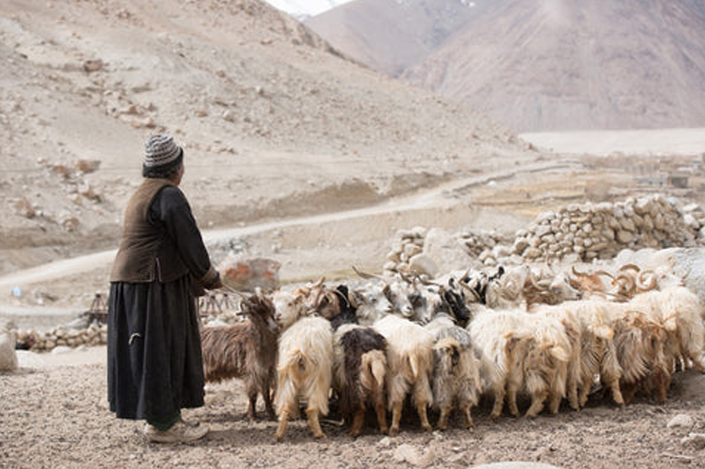 Himalayan Pashmina Wool Goats
