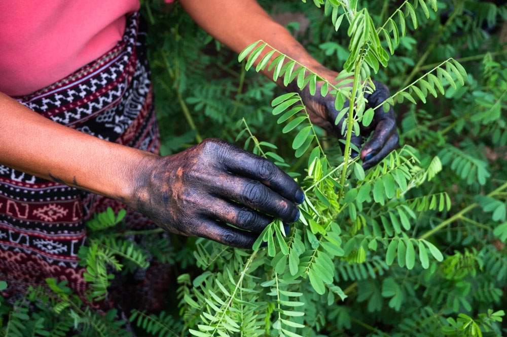Indigo Plant Dye Cultivation Blog