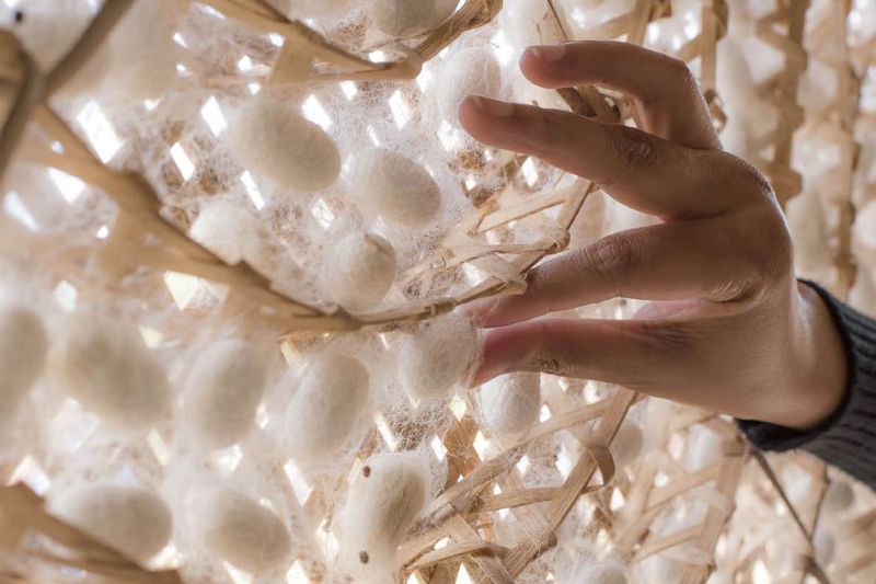 Picking Silk Cocoons Blog Resize