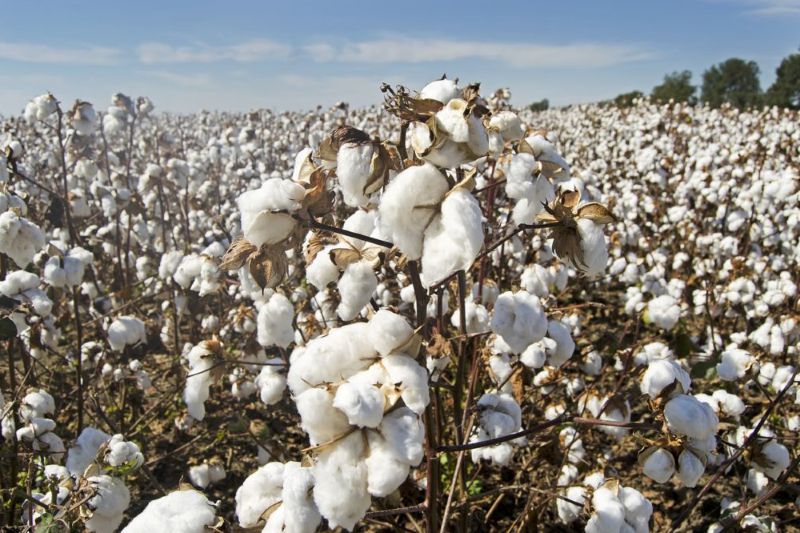 Cotton Field Blog Resize