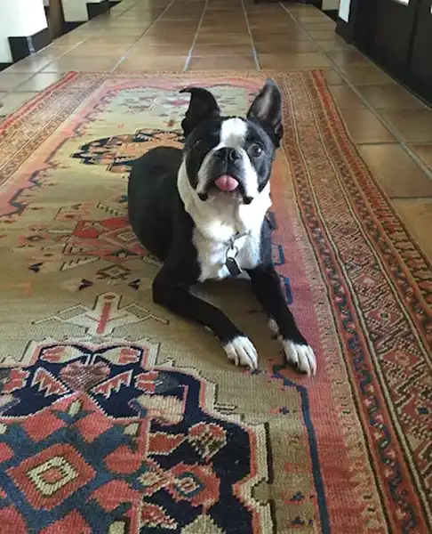 Pet Stains & Odor Removal