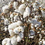 Cotton Plant Thumbnail for Glossary