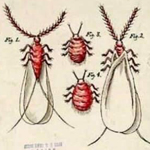 Lac Insect Thumbnail for Glossary