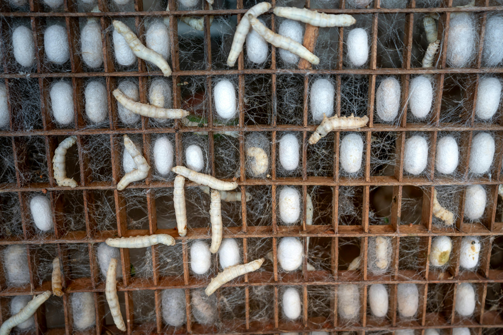 Silkworm Cocoons for Blog by Nazmiyal Antique Rugs